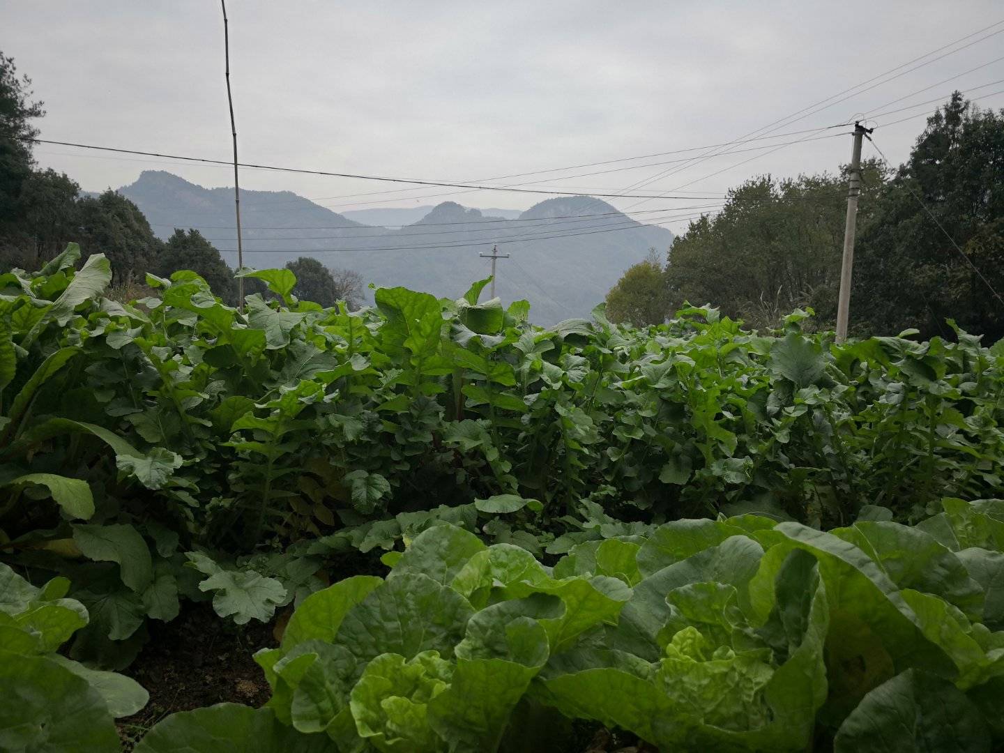 山庄菜地