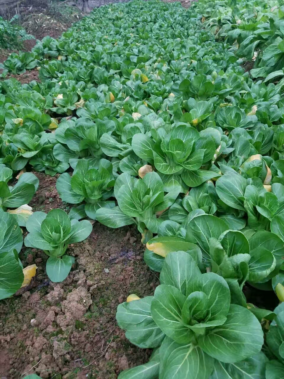 山庄菜地