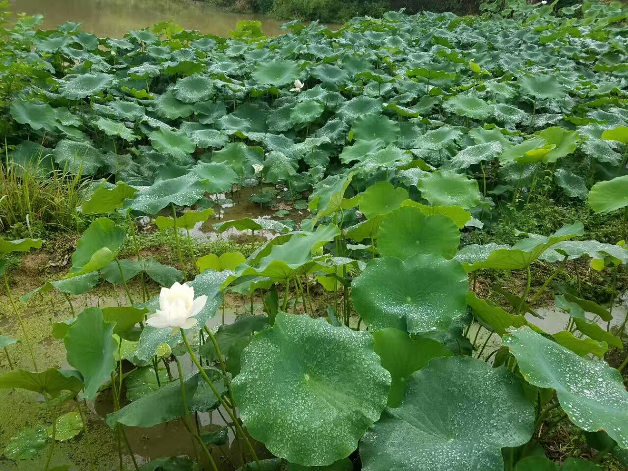 荷花池