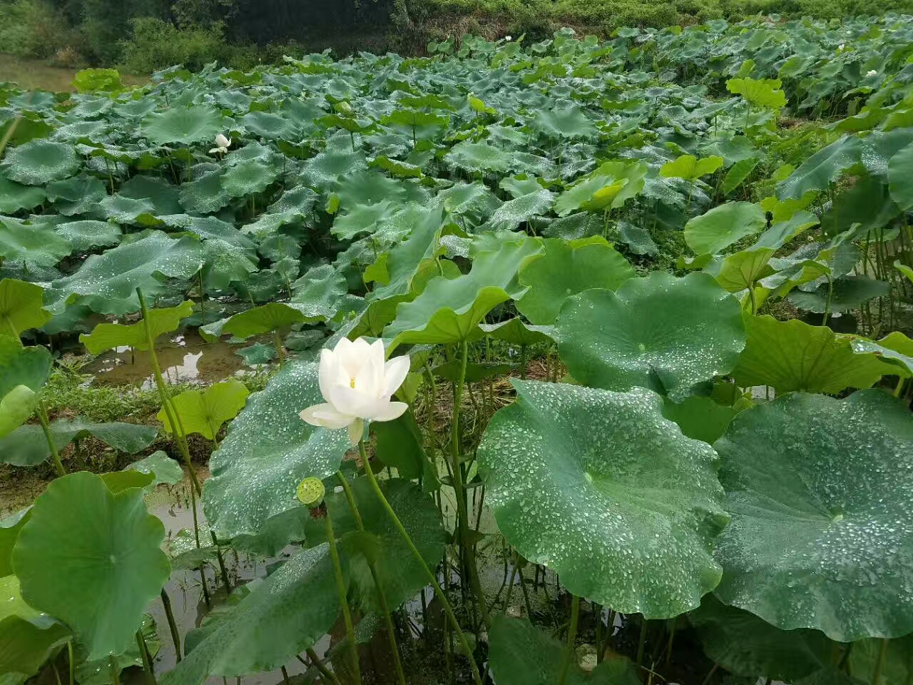 荷花池