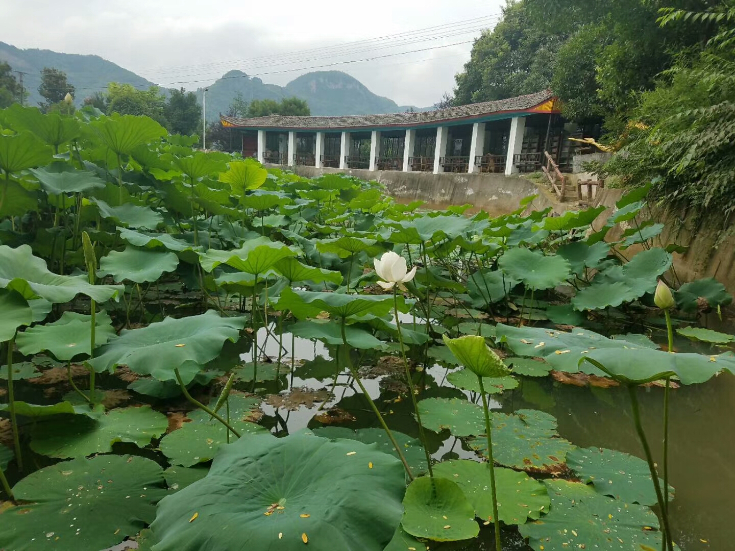 荷花池