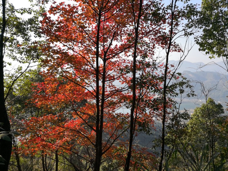 山庄风光