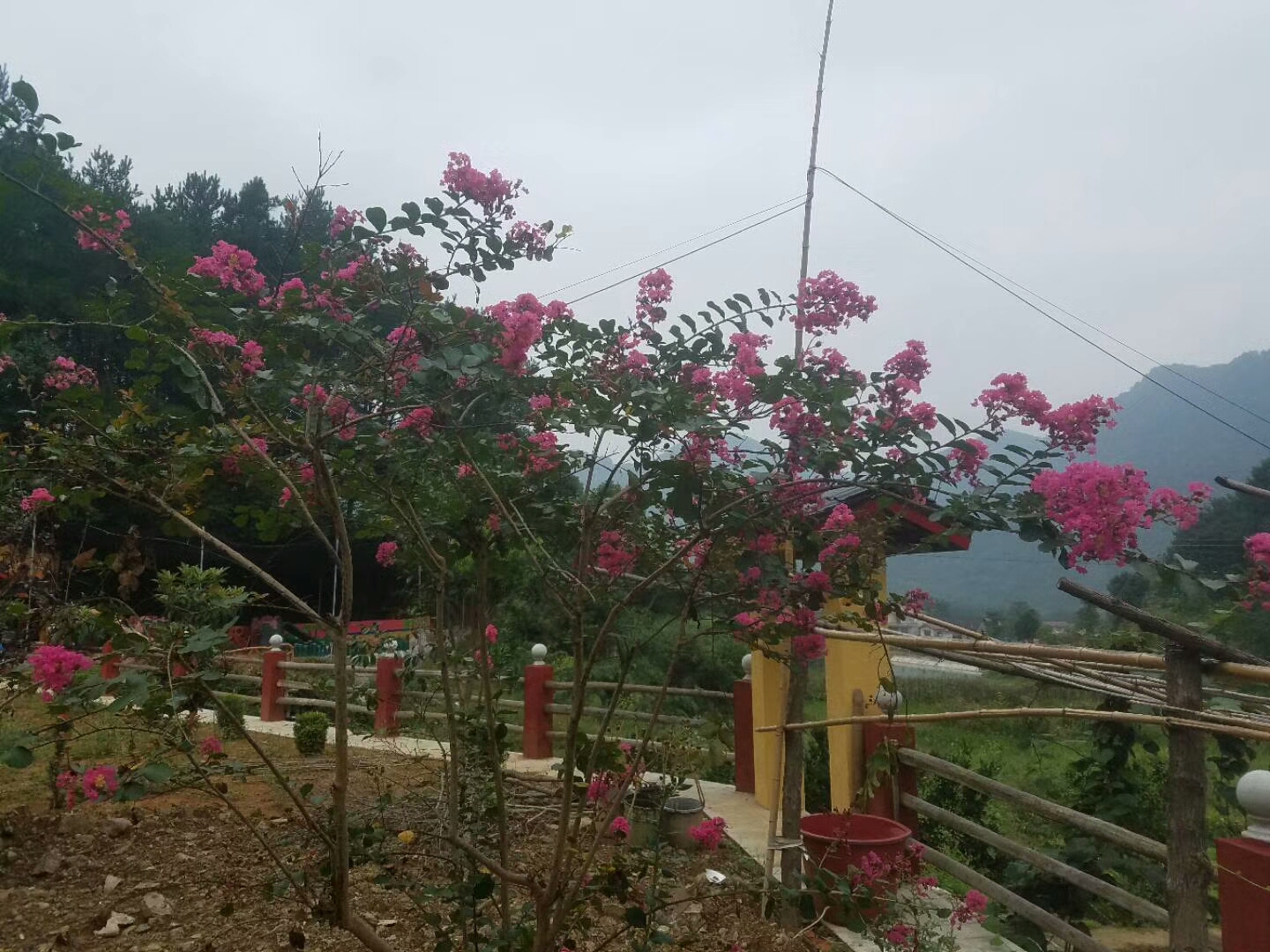 花海花景