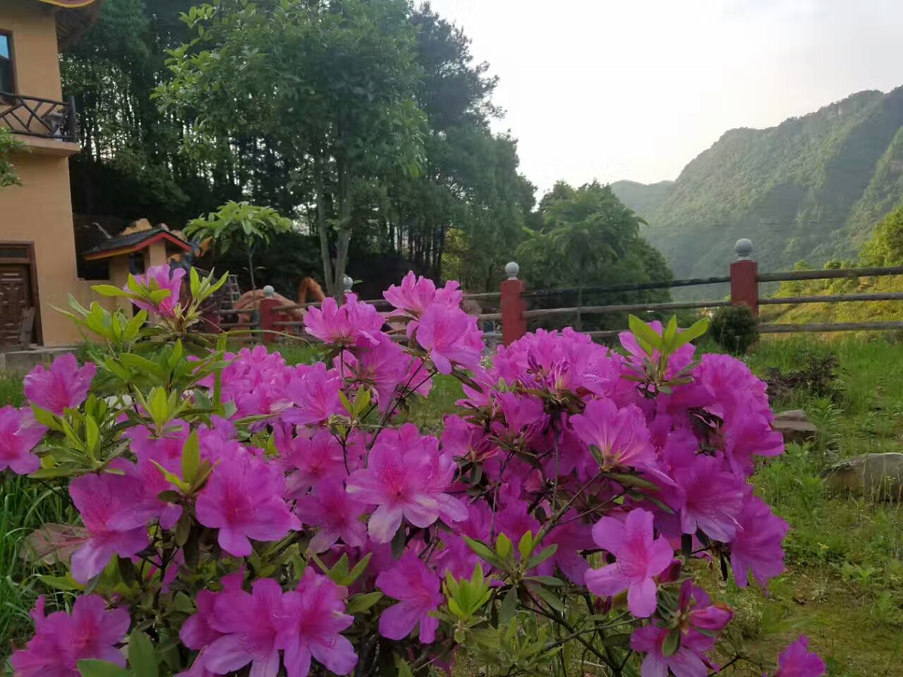 花海花景