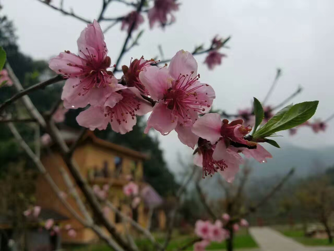 花海花景