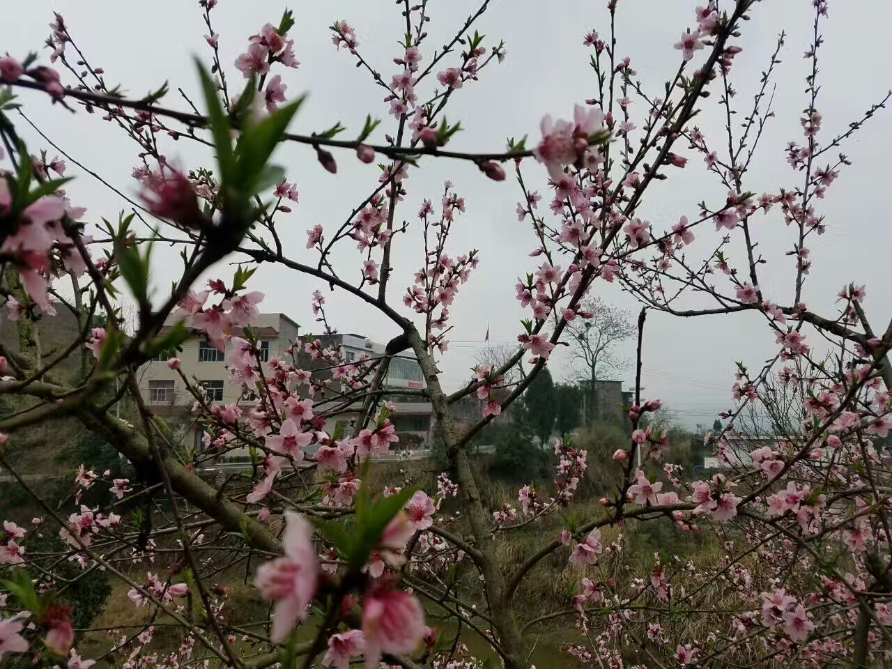 花海花景