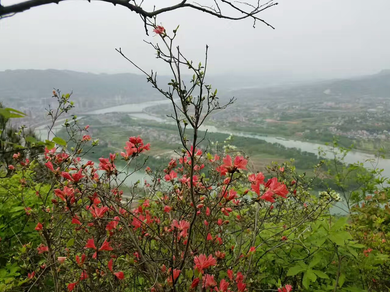 花海花景