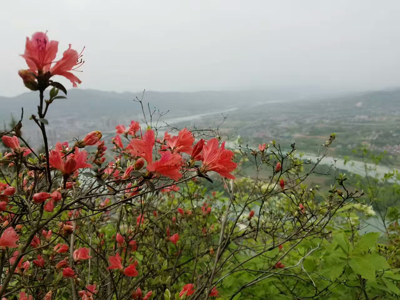 花海花景