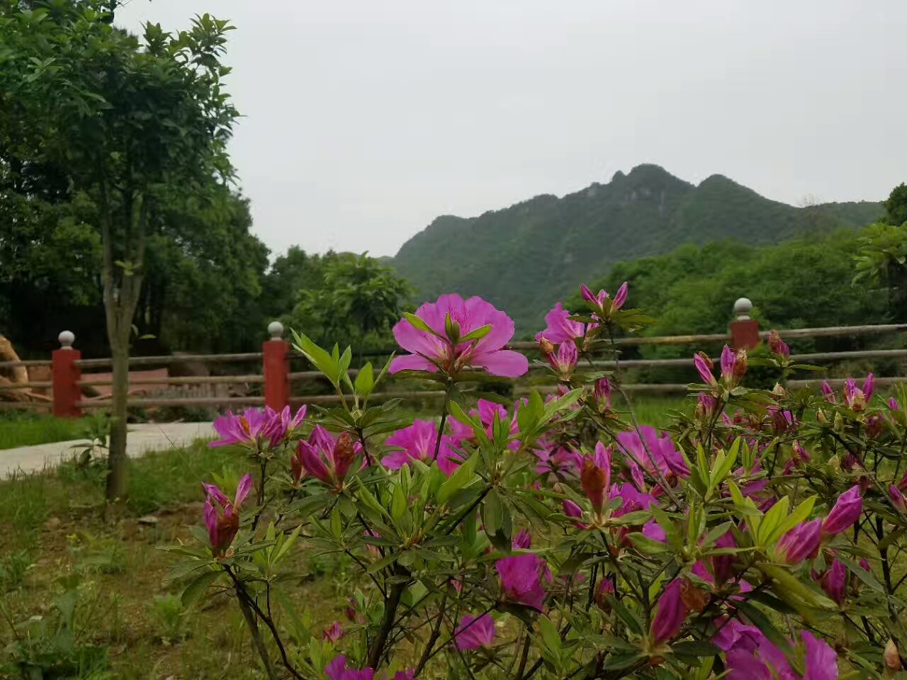 花海花景