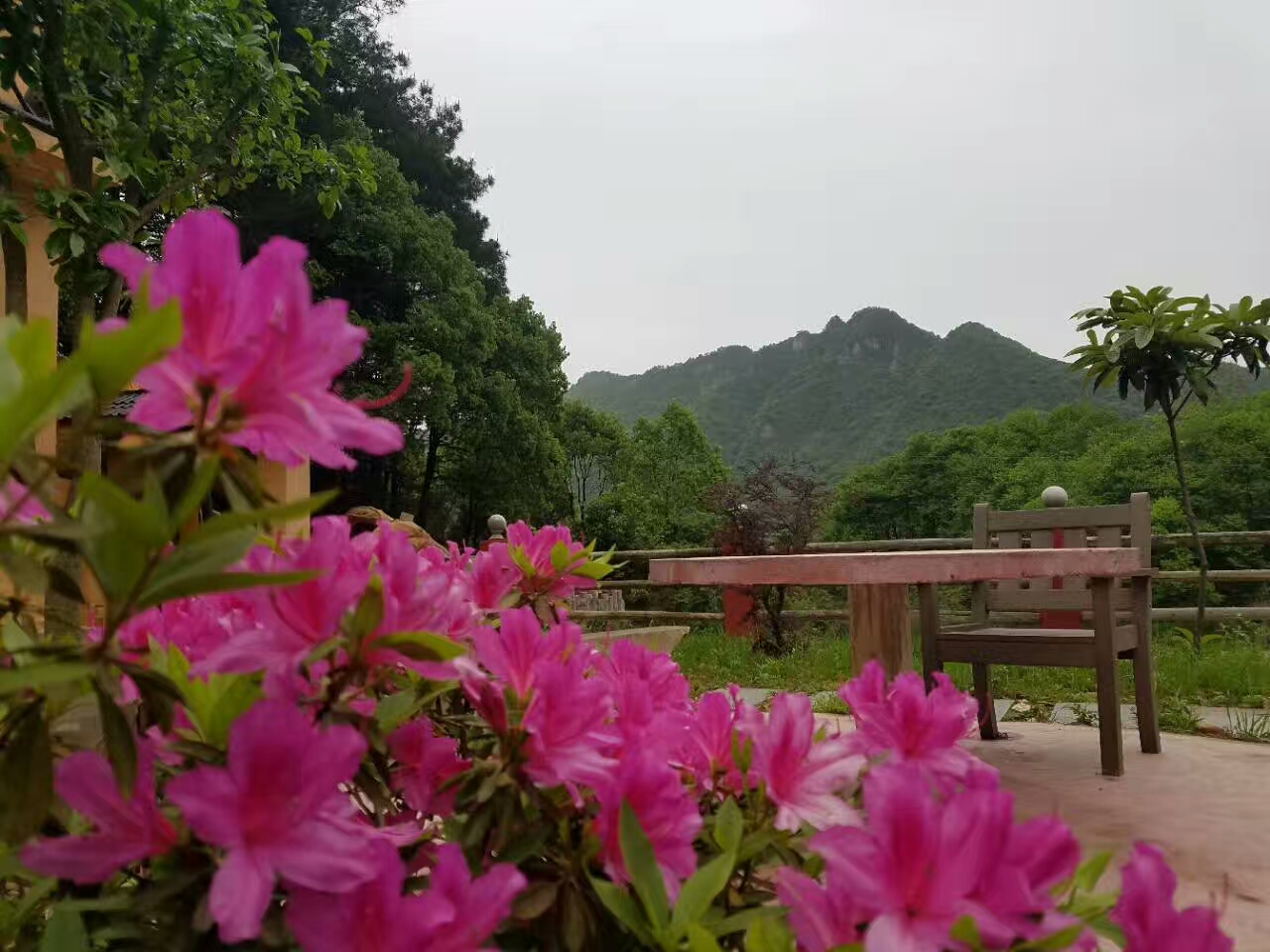 花海花景